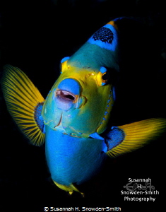 "Face To Face"
Queen angelfish are normally quite skiddi... by Susannah H. Snowden-Smith 